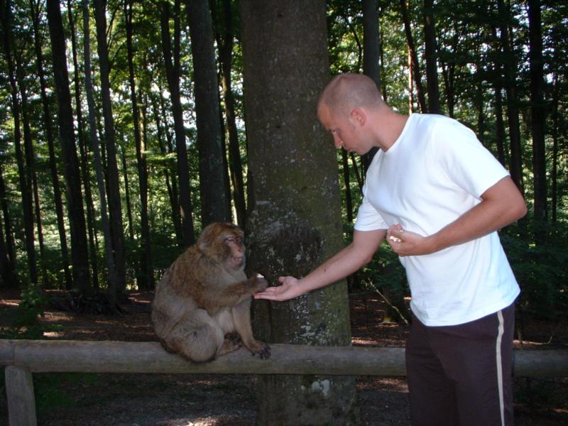 monkey