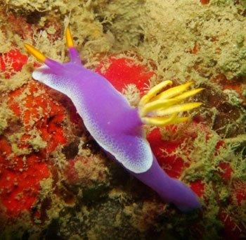 nudibranch