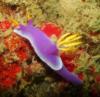 nudibranch