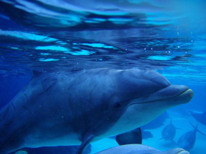 dolphin close up