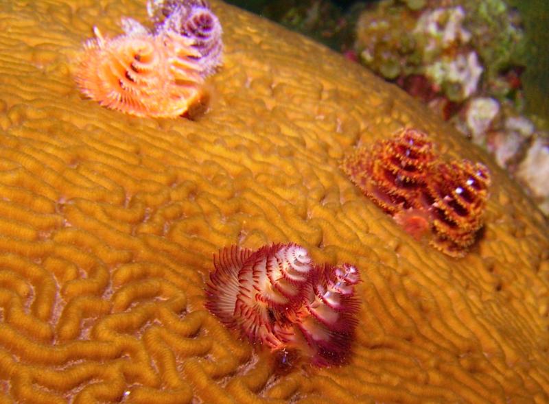 coral and christmas tree worms