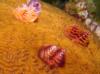 coral and christmas tree worms