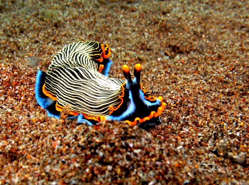 nudibranch