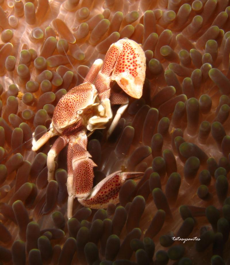 porcelain crab