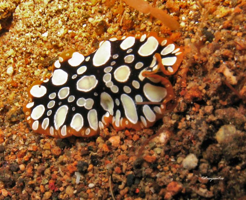 flatworm