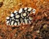 flatworm