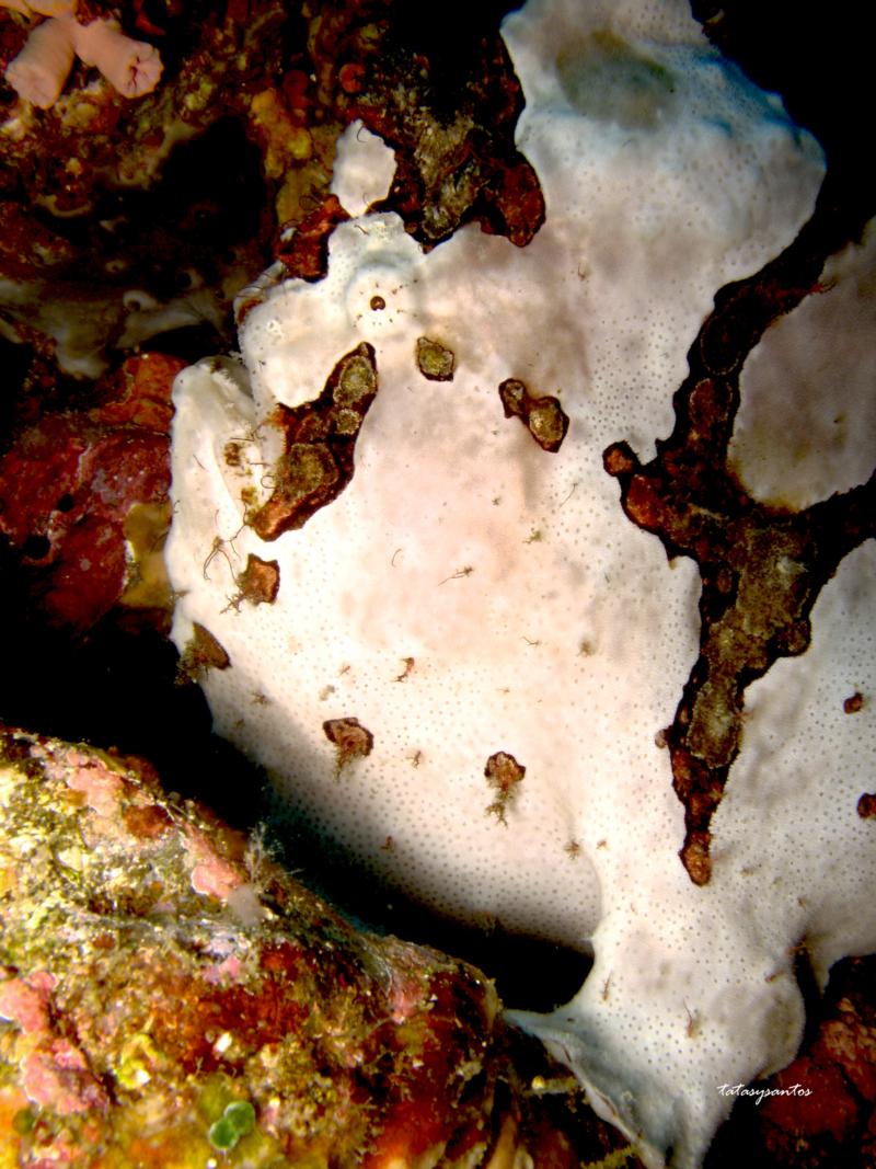 frogfish