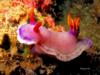 nudibranch