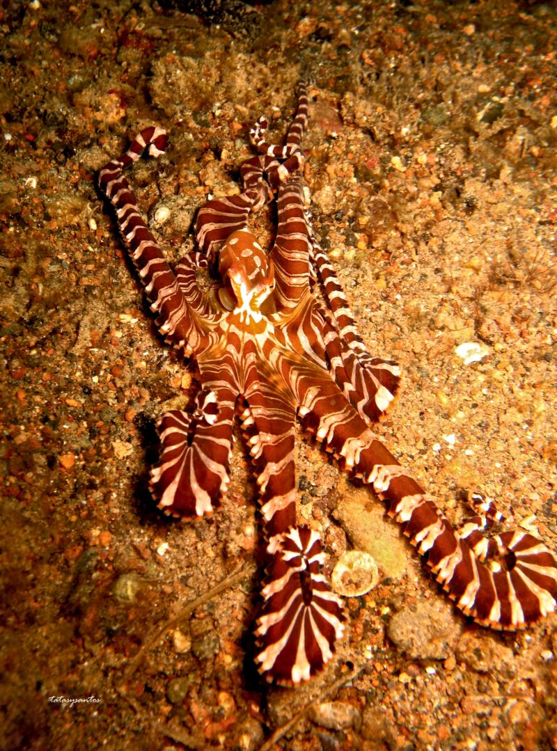 mimic octopus