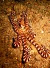 mimic octopus