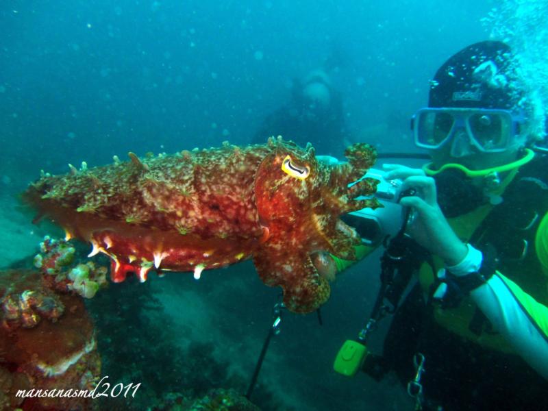 the cuttlefish and me