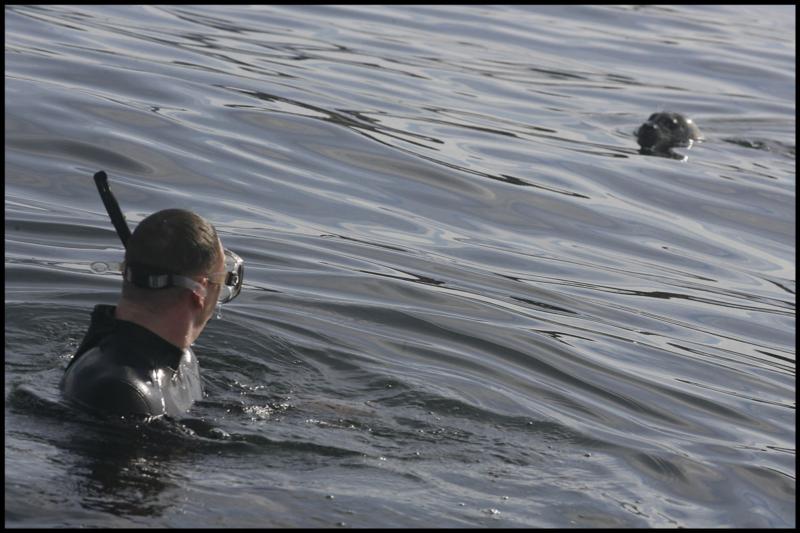 Me and a Harbor seal, Monterey, CA