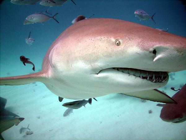 Lemon shark, Bahamas