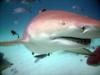 Lemon shark, Bahamas