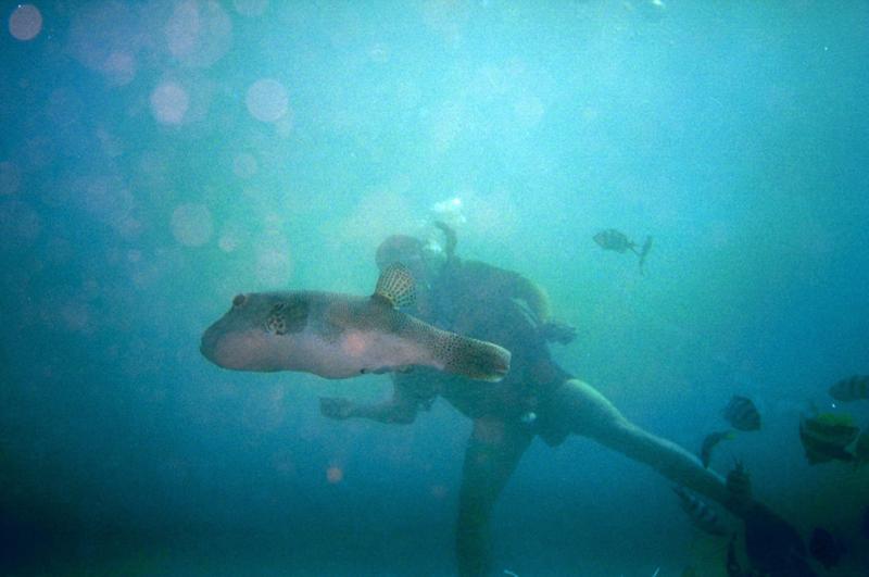 Puffer Fish - Bali