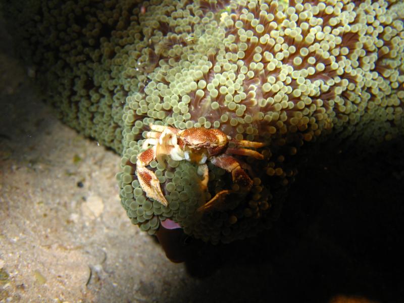 Crab..yummm