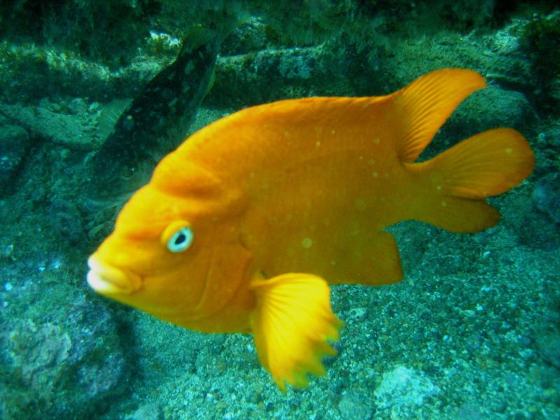 Garibaldi Fish