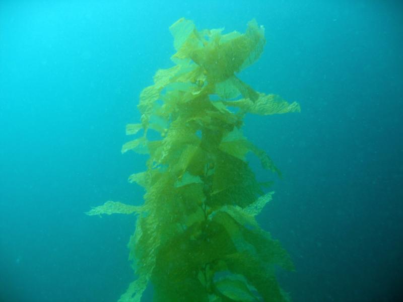 Kelp