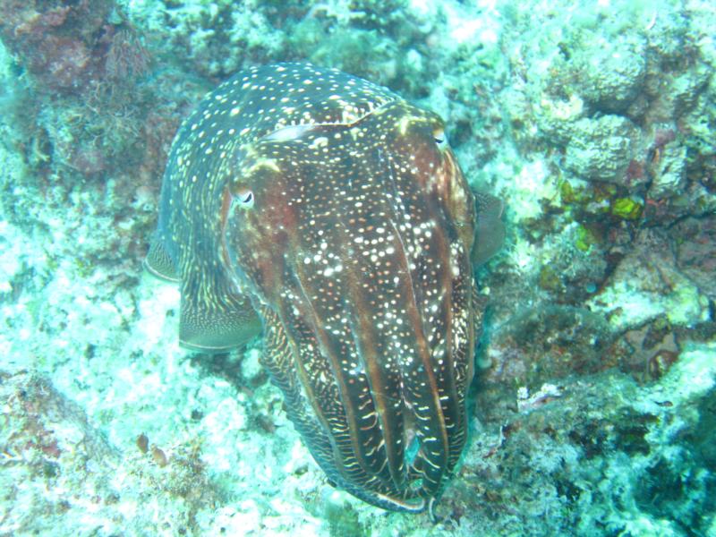 Big Cuttle Fish