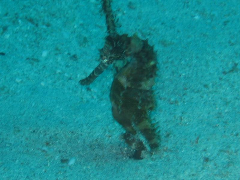 Sea Horse
