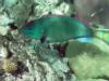 Male Stoplight Parrotfish/ Roatan 8/08