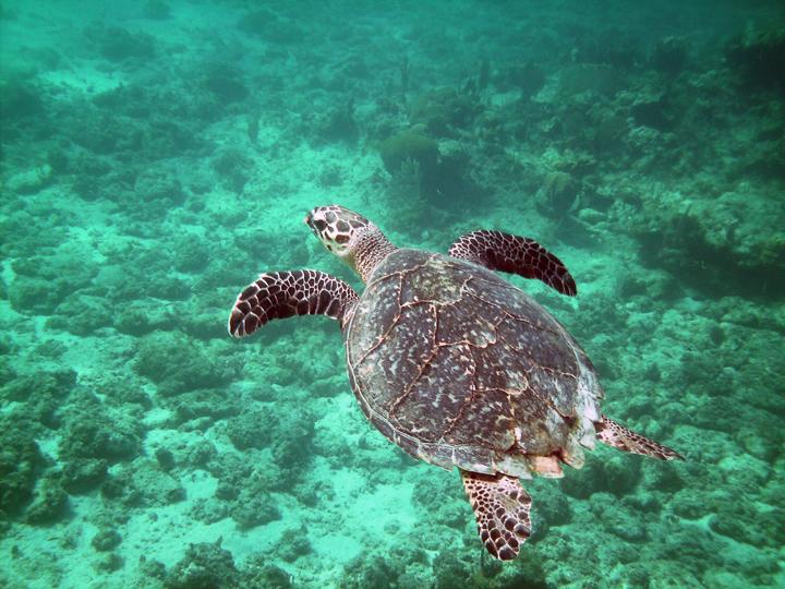 Sea Turtle I was hangin’ with