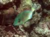 Another cool SL Parrotfish mugging for the camera