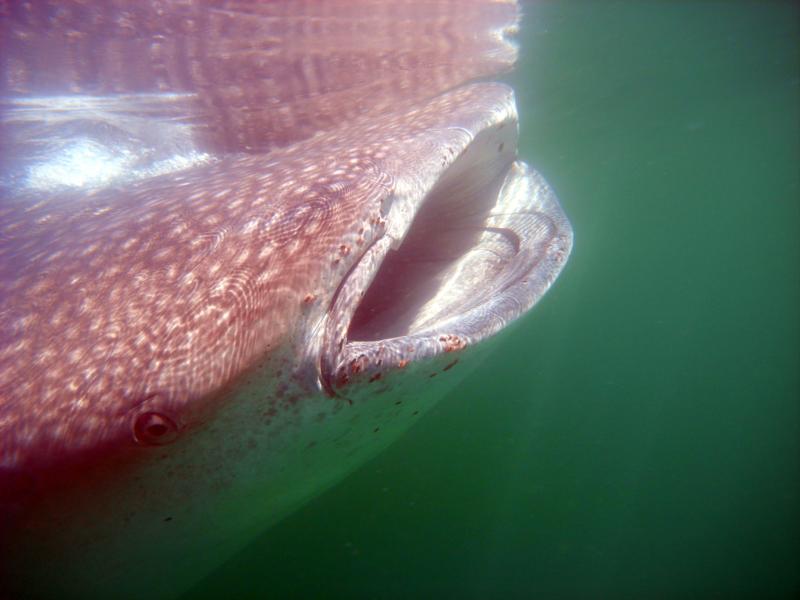 Whale Shark. Holbox, MX