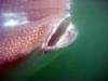 Whale Shark. Holbox, MX