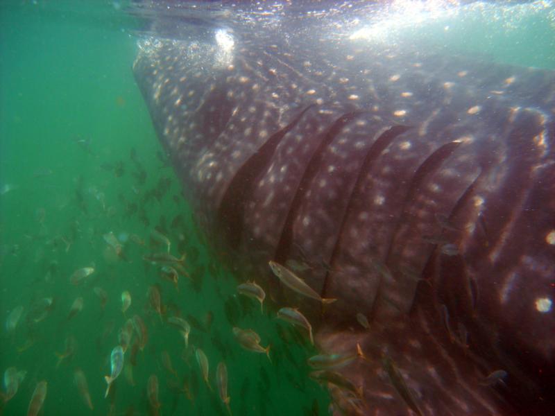 Whale Shark. Holbox, MX