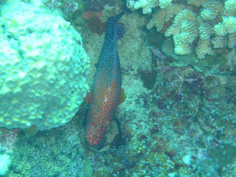 Fish not sure what kind great barrier reef australia