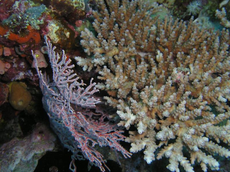 Great barrier reef australia