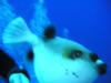 Puffer Escaping Great barrier reef australia