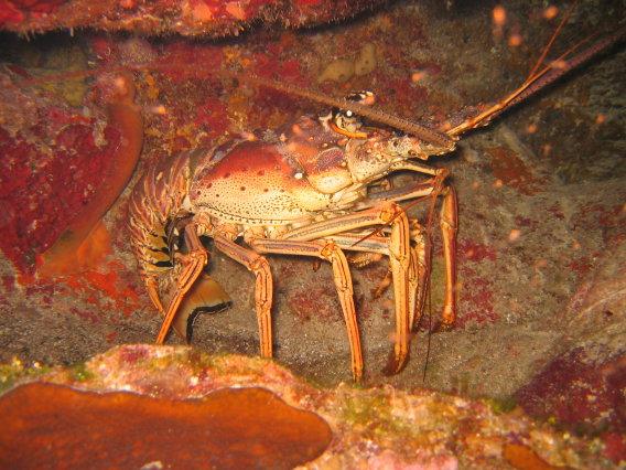 Caribbean Lobster