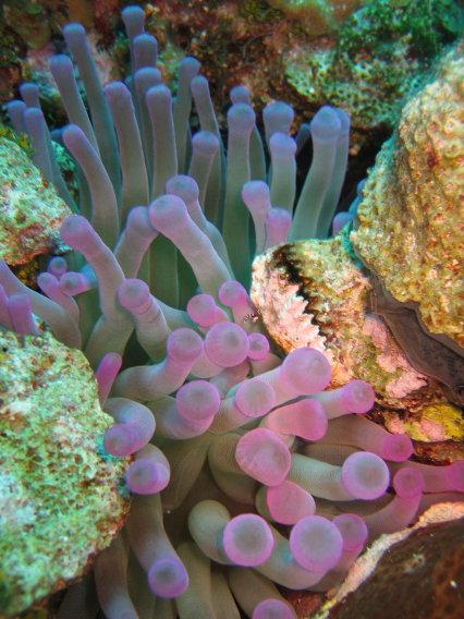 blue (?) anemone