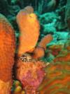 Juvenile Smooth Trunkfish