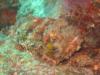 Scorpionfish