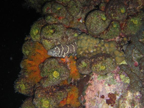 Chain Moray