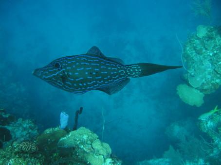 Scrawled Filefish, Roatan