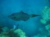 Scrawled Filefish, Roatan