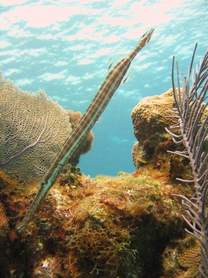 Trumpetfish, Little Cayman