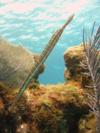 Trumpetfish, Little Cayman