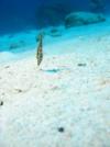 Slender Filefish, Little Cayman