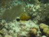 Whitespotted Filefish, Little Cayman