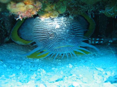 Splendid Toadfish