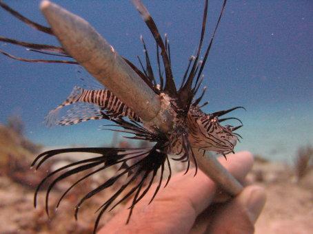 Lionfish (Dead)