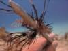 Lionfish (Dead)