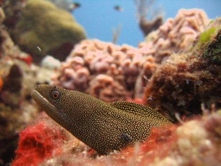 Eel
