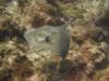 Southern Sting Ray