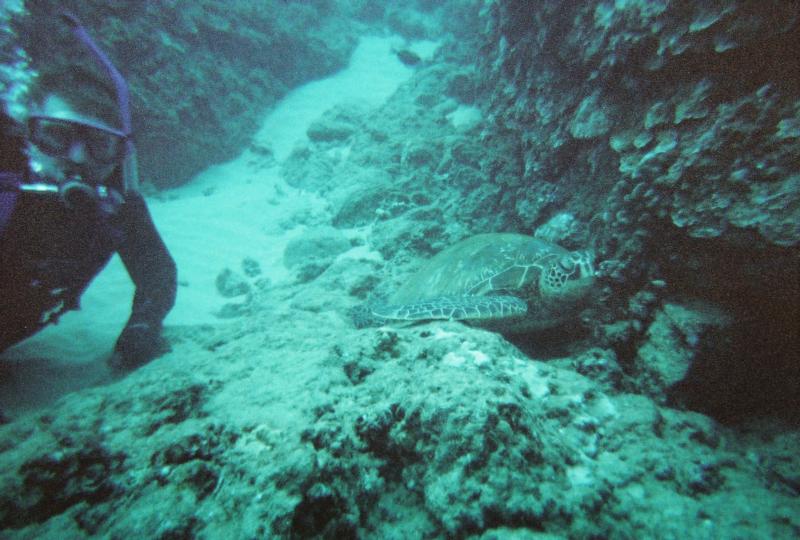 Maui turtles
